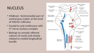 NUCLEUS
• Midbrain- Ventromedial part of
central gray matter at the level
of inferior colliculus
• Caudal to and continuous with
3rd
nerve nucleus complex
• Belongs to somatic efferent
column of nuclei and closely
related to medial longitudinal
bundle
 