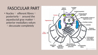 FASCICULAR PART
• Nucles efferent fibres
posteriorly around the
aqueductal gray matter
anterior medullary velum
decussate completely
 