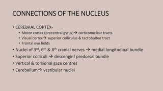 CONNECTIONS OF THE NUCLEUS
• CEREBRAL CORTEX-
• Motor cortex (precentral gyrus) corticonuclear tracts
• Visual cortex superior colliculus & tactobulbar tract
• Frontal eye fields
• Nuclei of 3rd, 6th & 8th cranial nerves  medial longitudinal bundle
• Superior colliculi  descenginf predorsal bundle
• Vertical & torsional gaze centres
• Cerebellum vestibular nuclei
 