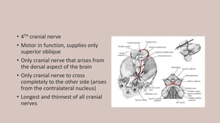 • 4TH cranial nerve
• Motor in function, supplies only
superior oblique
• Only cranial nerve that arises from
the dorsal aspect of the brain
• Only cranial nerve to cross
completely to the other side (arises
from the contralateral nucleus)
• Longest and thinnest of all cranial
nerves
 
