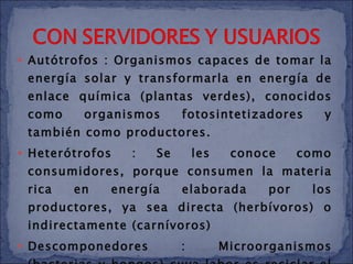 Autótrofos : Organismos capaces de tomar la energía solar y transformarla en energía de enlace química (plantas verdes), conocidos como organismos fotosintetizadores y también como productores. Heterótrofos : Se les conoce como consumidores, porque consumen la materia rica en energía elaborada por los productores, ya sea directa (herbívoros) o indirectamente (carnívoros) Descomponedores : Microorganismos (bacterias y hongos) cuya labor es reciclar el material orgánico convirtiéndolo en materia inorgánica o mineral, la que es de vuelta a utilizar por los vegetales. 
