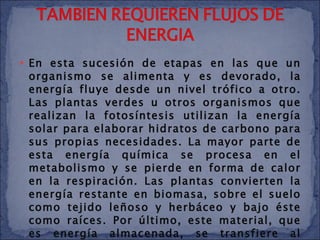 En esta sucesión de etapas en las que un organismo se alimenta y es devorado, la energía fluye desde un nivel trófico a otro. Las plantas verdes u otros organismos que realizan la fotosíntesis utilizan la energía solar para elaborar hidratos de carbono para sus propias necesidades. La mayor parte de esta energía química se procesa en el metabolismo y se pierde en forma de calor en la respiración. Las plantas convierten la energía restante en biomasa, sobre el suelo como tejido leñoso y herbáceo y bajo éste como raíces. Por último, este material, que es energía almacenada, se transfiere al segundo nivel trófico que comprende los herbívoros que pastan, los descomponedores y los que se alimentan de detritos. 