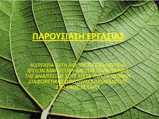 ΠΑΡΟΥΣΙΑΣΗ ΕΡΓΑΣΙΑΣ
Η ΕΡΓΑΣΙΑ ΑΥΤΗ ΑΦΟΡΑ ΤΗ ΚΑΛΛΙΕΡΓΕΙΑ
ΦΥΤΩΝ ΜΑΡΟΥΛΙΟΥ ΚΑΙ ΤΗΝ ΠΑΡΑΤΗΡΗΣΗ
ΤΗΣ ΑΝΑΠΤΥΞΗΣ ΤΟΥΣ ΜΕΤΑ ΤΗΝ ΠΡΟΣΘΗΚΗ
ΔΙΑΦΟΡΕΤΙΚΗΣ ΠΟΣΟΤΗΤΑΣ ΛΙΠΑΣΜΑΤΙΟΣ
ΣΤΟ ΚΑΘΕ ΤΕΛΑΡΟ
 