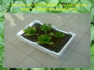 • ΑΚΟΛΟΥΘΟΥΝ ΦΩΤΟΓΡΑΦΙΕΣ ΤΩΝ ΜΑΡΟΥΛΙΩΝ
ΧΩΡΙΣ ΤΗ ΠΡΟΣΘΗΚΗ ΛΙΠΑΣΜΑΤΟΣ
 