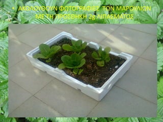 • ΑΚΟΛΟΥΘΟΥΝ ΦΩΤΟΓΡΑΦΙΕΣ ΤΩΝ ΜΑΡΟΥΛΙΩΝ
ΜΕ ΤΗ ΠΡΟΣΘΗΚΗ 2g ΛΙΠΑΣΜΑΤΟΣ
 