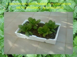 • ΑΚΟΛΟΥΘΟΥΝ ΦΩΤΟΓΡΑΦΙΕΣ ΤΩΝ ΜΑΡΟΥΛΙΩΝ
ΜΕ ΤΗ ΠΡΟΣΘΗΚΗ 7g ΛΙΠΑΣΜΑΤΟΣ
 