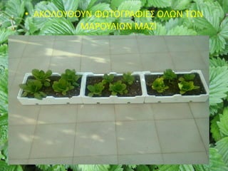 • ΑΚΟΛΟΥΘΟΥΝ ΦΩΤΟΓΡΑΦΙΕΣ ΟΛΩΝ ΤΩΝ
ΜΑΡΟΥΛΙΩΝ ΜΑΖΙ
 