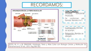• SARCÓMERO:
Unidad funcional
músculo.
• Se conforman por
bandas: Bandas A e I.
ROSS, M. H. y W. PAWLINA. Histología: Texto y Atlas Color con Biología Celular y Molecular Ed.
Panamericana, 6ª ed., 2013. Pag.560-562.
• Contracción: Bandas
se acortan.
• Relajación: Bandas se
alargan.
 
