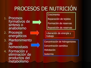 PROCESOS DE NUTRICIÓN Procesos formativos de síntesis o anabolismo Procesos energéticos  Mantenimiento de homeostasis Formación y eliminación de productos del metabolismo Crecimento Reparación de tejidos Formación de reservas Reposición de reservas Liberación de energía y trabajo Concentración de hidrogeniones Concentración osmótica Hidratación Isotermia 