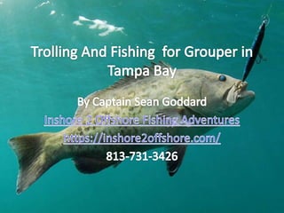 Trolling and fishing  for Grouper in Tampa Bay