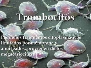 Trombocitos
Pequeños fragmentos citoplasmáticos
limitados por membrana y
anucleados, provienen de los
megacariocitos

 