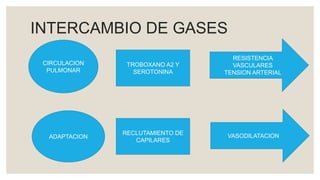 INTERCAMBIO DE GASES
CIRCULACION
PULMONAR
RESISTENCIA
VASCULARES
TENSION ARTERIAL
TROBOXANO A2 Y
SEROTONINA
ADAPTACION
RECLUTAMIENTO DE
CAPILARES
VASODILATACION
 