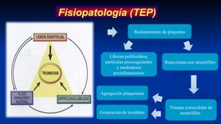 Fisiopatología (TEP)
Liberan polifosfatos,
partículas procoagulantes
y mediadores
proinflamatorios
Trampa extracelular de
neutrófilos
Agregación plaquetaria
Reclutamiento de plaquetas
Reaccionan con neutrófilos
Generación de trombina
 