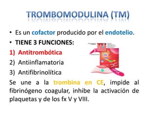 • Es un cofactor producido por el endotelio.
• TIENE 3 FUNCIONES:
1) Antitrombótica
2) Antiinflamatoria
3) Antifibrinolítica
Se une a la trombina en CE, impide al
fibrinógeno coagular, inhibe la activación de
plaquetas y de los fx V y VIII.

 