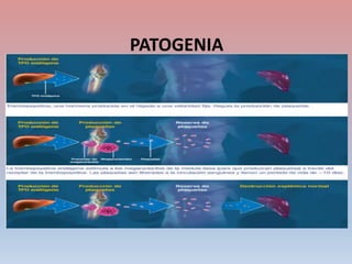 PATOGENIA
 