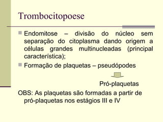 Trombocitopoese
 Endomitose – divisão do núcleo sem
separação do citoplasma dando origem a
células grandes multinucleadas (principal
característica);
 Formação de plaquetas – pseudópodes
Pró-plaquetas
OBS: As plaquetas são formadas a partir de
pró-plaquetas nos estágios III e IV
 