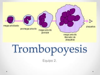 Trombopoyesis
Equipo 2.
 