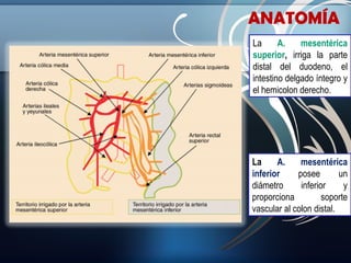 ANATOMÍA
La
A.
mesentérica
superior, irriga la parte
distal del duodeno, el
intestino delgado íntegro y
el hemicolon derecho.

La
A.
mesentérica
inferior
posee
un
diámetro
inferior
y
proporciona
soporte
vascular al colon distal.

 