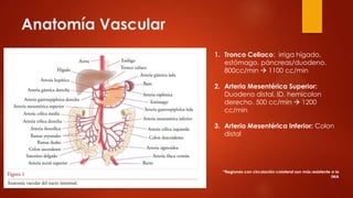 Anatomía Vascular
1. Tronco Celiaco: irriga hígado,
estómago, páncreas/duodeno.
800cc/min  1100 cc/min
2. Arteria Mesentérica Superior:
Duodeno distal, ID, hemicolon
derecho. 500 cc/min  1200
cc/min
3. Arteria Mesentérica Inferior: Colon
distal
*Regiones con circulación colateral son más resistente a la
IMA
 