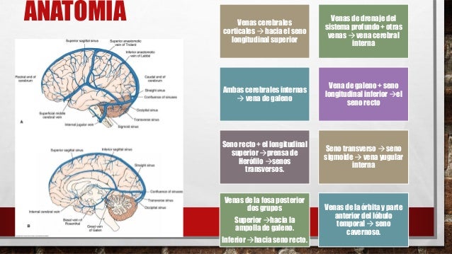 Los asteriscos vasculares sobre la persona penza