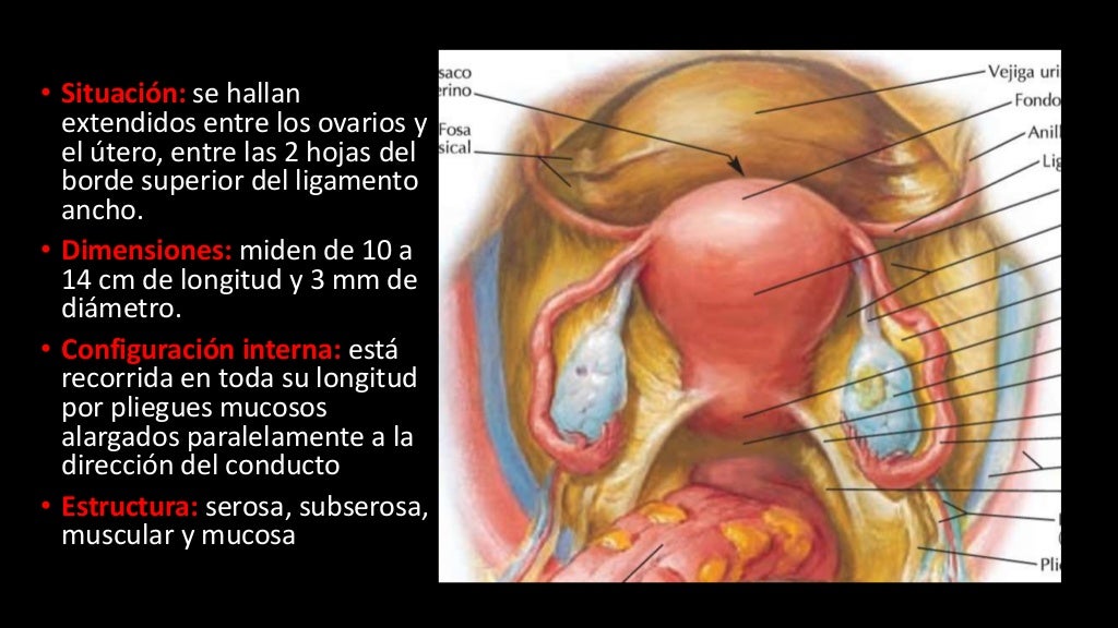 Anatomía Trompas uterinas