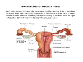TROMPAS DE FALOPIO - TROMPAS UTERINAS
Son órganos pares con forma de tubo que se extienden bilateralmente desde el útero hasta
los ovarios, estos órganos tubulares transportan el óvulo desde el ovario hasta el útero y
proveen el medio ambiente necesario para la fecundación y el desarrollo inicial del cigoto
hasta su etapa de mórula. Los oviductos se dividen en cuatro partes:
 