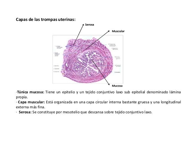 Las trompas uterinas