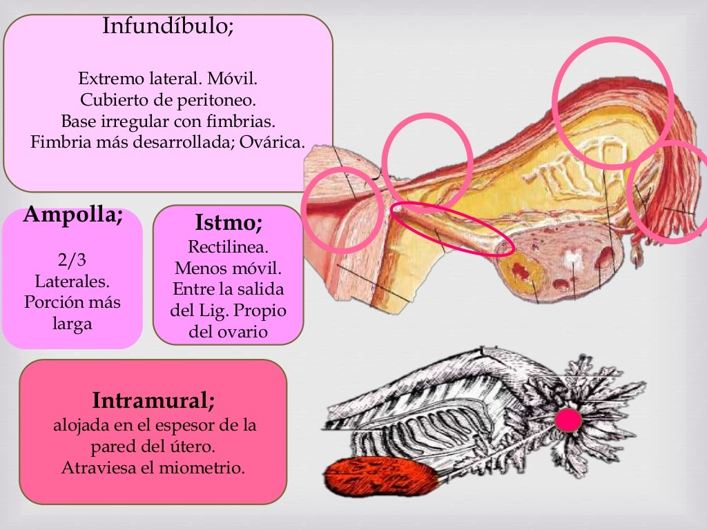 Infundíbulo Da Tuba Uterina _ Ovários e tubas uterinas: anatomia básica ...