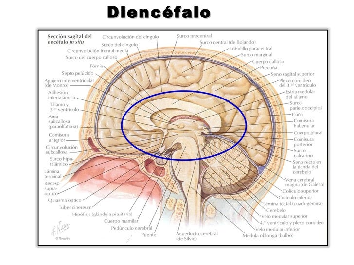 Resultado de imagen de diencéfalo