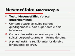 Mesencéfalo:  Macroscopia Tecto Mesencefálico (placa quadrigeminal) Contem quatro colículos (corpos quadrigêmeos), dois superiores e dois inferiores. Os colículos estão separados por dois sulcos perpendiculares em forma de cruz. A pineal está na região anterior do eixo longitudinal da cruz. 