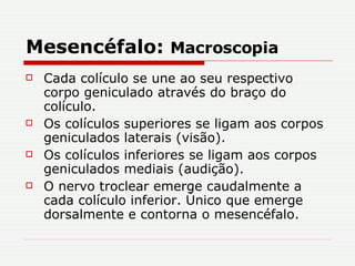 Mesencéfalo:  Macroscopia Cada colículo se une ao seu respectivo corpo geniculado através do braço do colículo. Os colículos superiores se ligam aos corpos geniculados laterais (visão). Os colículos inferiores se ligam aos corpos geniculados mediais (audição). O nervo troclear emerge caudalmente a cada colículo inferior. Único que emerge dorsalmente e contorna o mesencéfalo. 