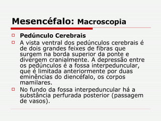 Mesencéfalo:  Macroscopia Pedúnculo Cerebrais A vista ventral dos pedúnculos cerebrais é de dois grandes feixes de fibras que surgem na borda superior da ponte e divergem cranialmente. A depressão entre os pedúnculos é a fossa interpeduncular, que é limitada anteriormente por duas eminências do diencéfalo, os corpos mamilares. No fundo da fossa interpeduncular há a substância perfurada posterior (passagem de vasos). 