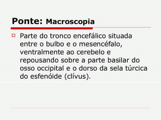 Ponte:  Macroscopia Parte do tronco encefálico situada entre o bulbo e o mesencéfalo, ventralmente ao cerebelo e repousando sobre a parte basilar do osso occipital e o dorso da sela túrcica do esfenóide (clívus).  