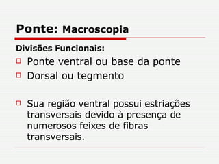 Ponte:  Macroscopia Divisões Funcionais: Ponte ventral ou base da ponte  Dorsal ou tegmento  Sua região ventral possui estriações transversais devido à presença de numerosos feixes de fibras transversais.  