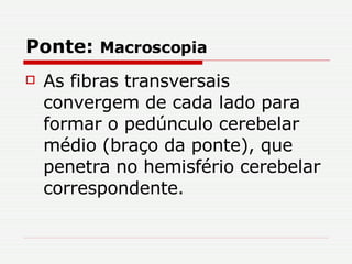 Ponte:  Macroscopia As fibras transversais convergem de cada lado para formar o pedúnculo cerebelar médio (braço da ponte), que penetra no hemisfério cerebelar correspondente. 