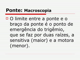 Ponte:  Macroscopia O limite entre a ponte e o braço da ponte é o ponto de emergência do trigêmio, que se faz por duas raízes, a sensitiva (maior) e a motora (menor). 
