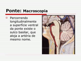 Ponte:  Macroscopia Percorrendo longitudinalmente a superfície ventral da ponte existe o sulco basilar, que aloja a artéria de mesmo nome. 