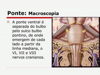 Ponte:  Macroscopia A ponte ventral é separada do bulbo pelo sulco bulbo pontino, de onde emergem de cada lado a partir da linha mediana, o VI, VII e VIII nervos cranianos.  