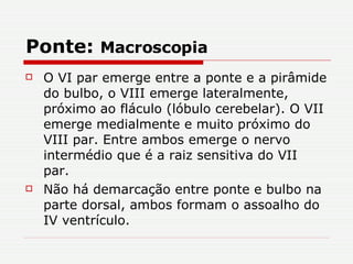 Ponte:  Macroscopia O VI par emerge entre a ponte e a pirâmide do bulbo, o VIII emerge lateralmente, próximo ao fláculo (lóbulo cerebelar). O VII emerge medialmente e muito próximo do VIII par. Entre ambos emerge o nervo intermédio que é a raiz sensitiva do VII par.  Não há demarcação entre ponte e bulbo na parte dorsal, ambos formam o assoalho do IV ventrículo. 