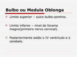 Bulbo ou Medula Oblonga Limite superior – sulco bulbo-pontino. Limite inferior – nível do forame magno(primeiro nervo cervical). Posteriormente estão o IV ventrículo e o cerebelo. 