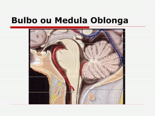 Bulbo ou Medula Oblonga 