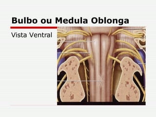 Bulbo ou Medula Oblonga Vista Ventral 