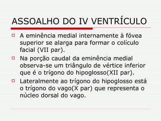 ASSOALHO DO IV VENTRÍCULO A eminência medial internamente à fóvea superior se alarga para formar o colículo facial (VII par). Na porção caudal da eminência medial observa-se um triângulo de vértice inferior que é o trígono do hipoglosso(XII par). Lateralmente ao trígono do hipoglosso está o trígono do vago(X par) que representa o núcleo dorsal do vago. 