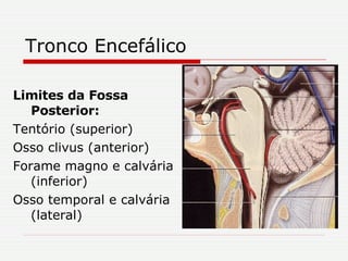 Tronco Encefálico Limites da Fossa Posterior: Tentório (superior) Osso clivus (anterior) Forame magno e calvária (inferior) Osso temporal e calvária (lateral) 