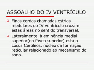 ASSOALHO DO IV VENTRÍCULO Finas cordas chamadas estrias medulares do IV ventrículo cruzam estas áreas no sentido transversal. Lateralmente  à eminência medial superior(na fóvea superior) está o Lócus Cerúleos, núcleo da formação reticular relacionado ao mecanismo do sono. 