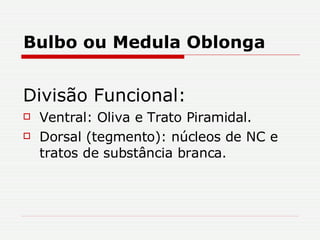Bulbo ou Medula Oblonga Divisão   Funcional: Ventral: Oliva e Trato Piramidal. Dorsal (tegmento): núcleos de NC e tratos de substância branca. 
