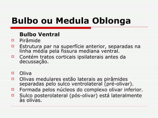 Bulbo ou Medula Oblonga Bulbo Ventral Pirâmide   Estrutura par na superfície anterior, separadas na linha média pela fissura mediana ventral. Contém tratos corticais ipsilaterais antes da decussação. Oliva   Olivas medulares estão laterais as pirâmides separadas pelo sulco ventrolateral (pré-olivar). Formada pelos núcleos do complexo olivar inferior. Sulco posterolateral (pós-olivar) está lateralmente às olivas. 