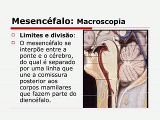 Mesencéfalo:  Macroscopia Limites e divisão : O mesencéfalo se interpõe entre a ponte e o cérebro, do qual é separado por uma linha que une a comissura posterior aos corpos mamilares que fazem parte do diencéfalo. 