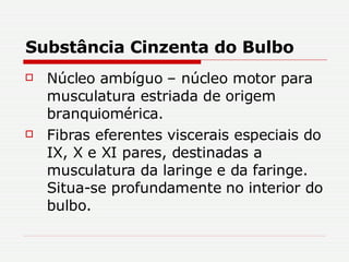 Substância Cinzenta do Bulbo Núcleo ambíguo – núcleo motor para musculatura estriada de origem branquiomérica. Fibras eferentes viscerais especiais do IX, X e XI pares, destinadas a musculatura da laringe e da faringe. Situa-se profundamente no interior do bulbo. 