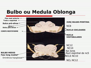 Bulbo ou Medula Oblonga Nucl espinhal de nc5 Ncl Amb NCLS NC10 NCL NC12 BULBO MEDIO NC12 NC10 NUCLS COCLEARES NC8 NUCLS VESTIBULARES CORPO RESTIFORME Fiss med anterior Trato c-espinhal Sulco pós-olivar oliva JUNÇ BULBO-PONTINA Sulco pré-olivar Fasc long medial Eminência hipoglossal 